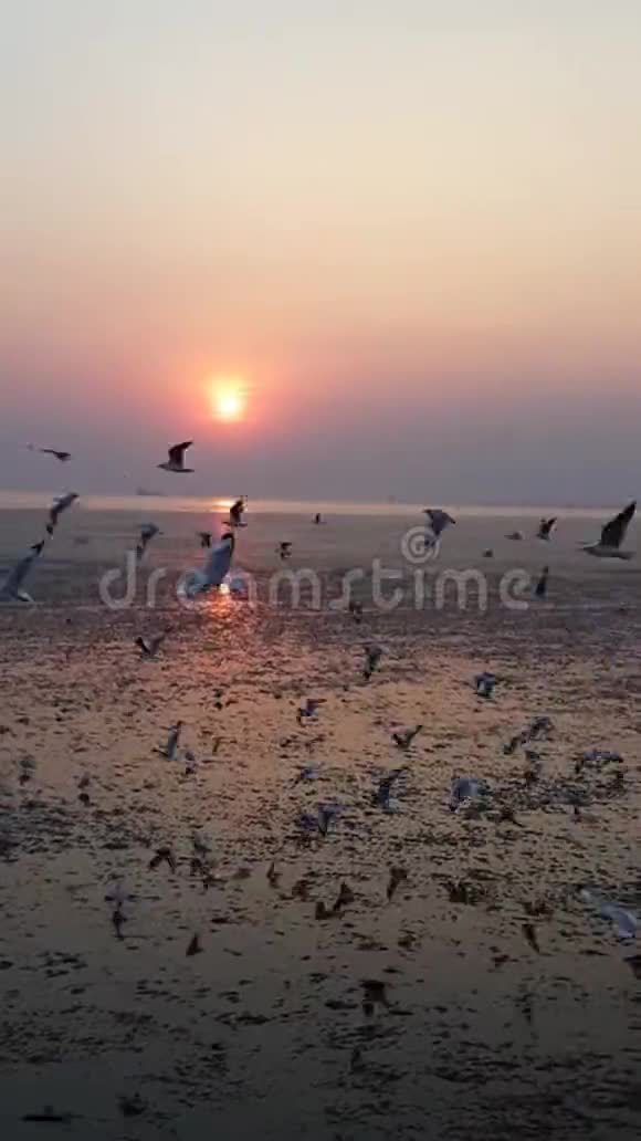 一群海鸥在日落时飞来飞去的录像视频的预览图