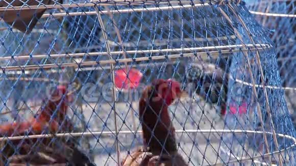 农场背景下钢筋笼中的恐慌性战斗公鸡视频的预览图