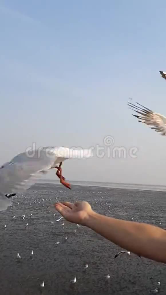 日出时海鸥群飞来飞去与游客嬉戏的视频视频的预览图