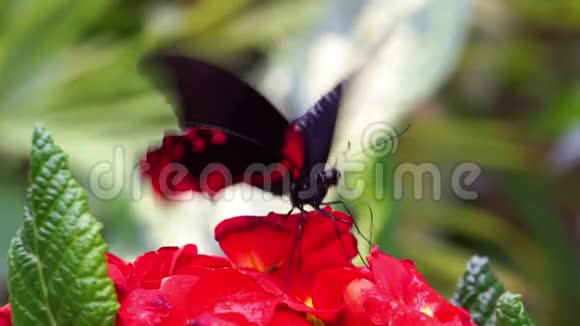 一只红色的猩红色摩门蝴蝶从一朵花中喝花蜜的宏观特写镜头来自菲律宾亚洲的热带昆虫物种视频的预览图