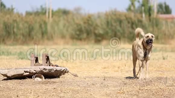 一只狗安纳托利亚牧羊犬摇着尾巴在田野里看着相机视频的预览图