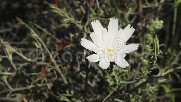一朵白色菊苣花靠近阿乔阿兹视频的预览图