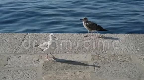 海鸥在海堤上行走视频的预览图