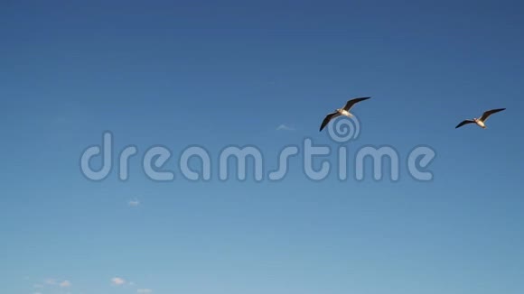 在蓝天的背景下飞翔的海鸥视频的预览图