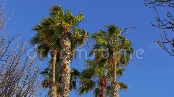 棕榈树在刮风的日子视频的预览图