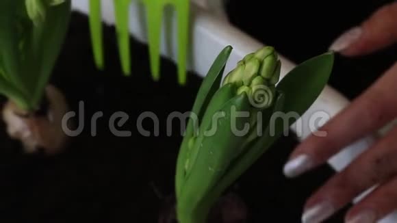 照顾移植风信子的女人用花园叉子松开球茎附近的土壤风信子移植特写镜头视频的预览图