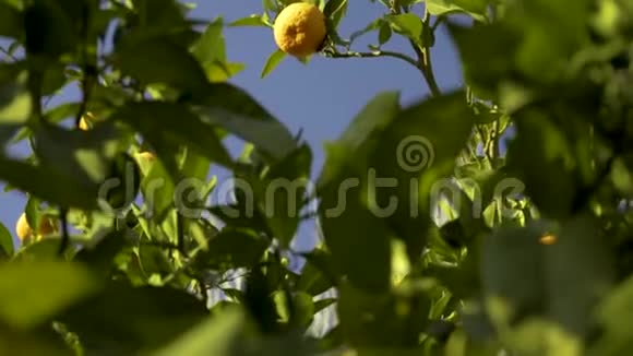 在一个阳光明媚的日子里把橘子树倾斜起来背景上有一片蓝天可持续的水果自然概念视频的预览图
