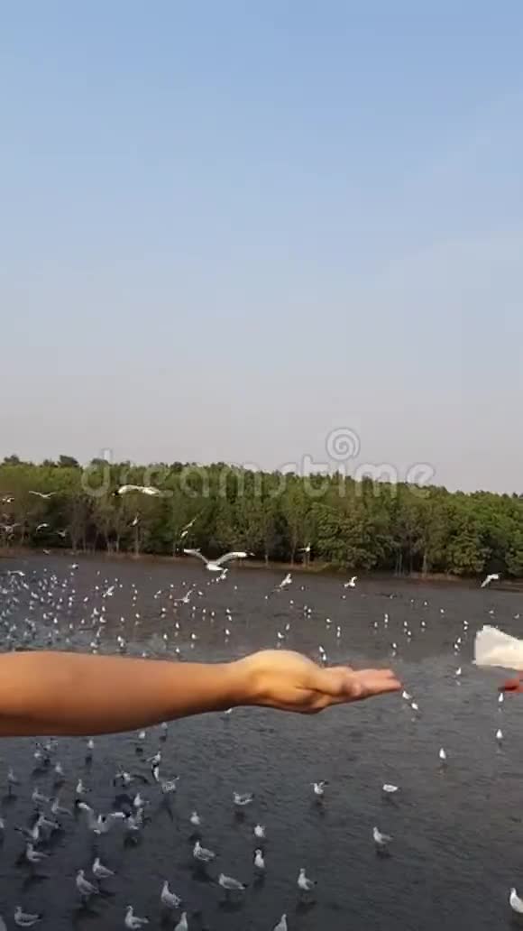 一群海鸥飞来飞去吃游客带来的食物的视频视频的预览图