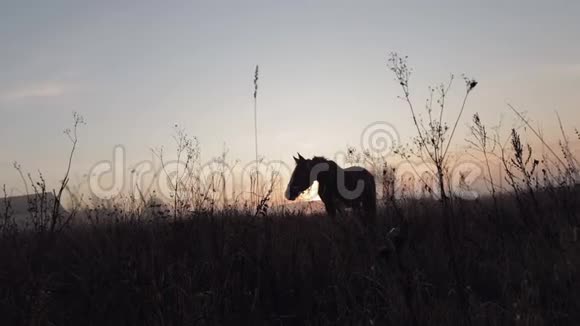 野棕马在日落时吃草低角度慢动作视频的预览图