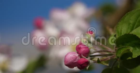 苹果树在春天开花视频的预览图