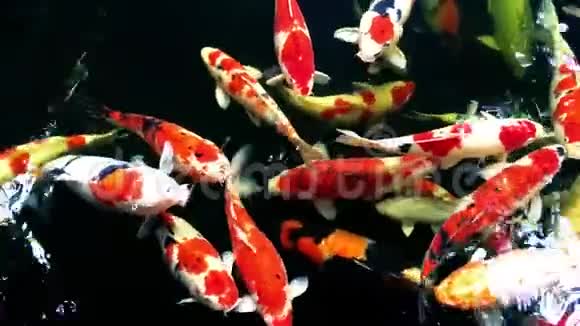 美丽的五彩锦鲤鱼在游泳池里游泳视频的预览图