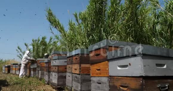 工作养蜂人奥西塔尼欧洲法国视频的预览图