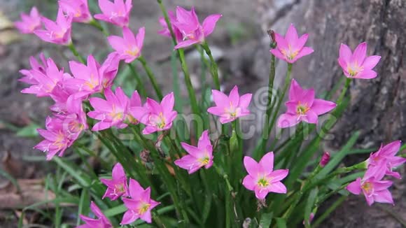 清新的粉红色雨百合田五彩缤纷的甜美花朵绽放在大自然的花园里视频的预览图