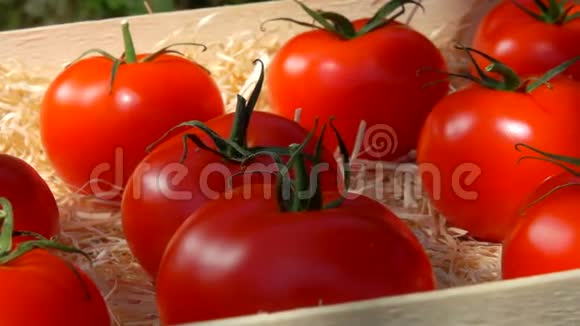 在木箱里沿着多汁的红西红柿展开全景运动视频的预览图