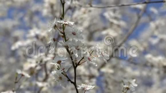 花园里一棵盛开的梅树视频的预览图