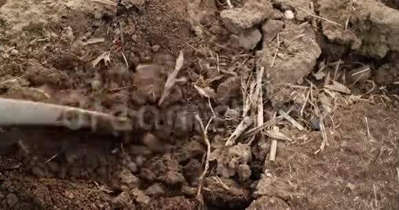 农民在农业中检查土壤视频的预览图