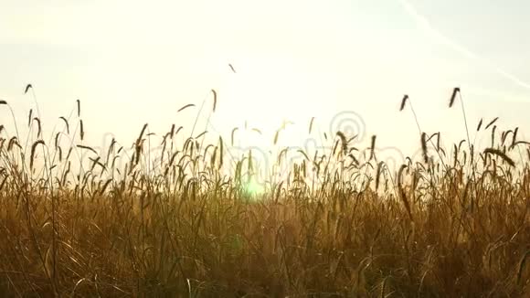 日落时美丽的风景风吹过成熟的麦穗农业和视频的预览图