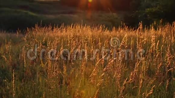 日落时的小麦穗在风中摇曳视频的预览图