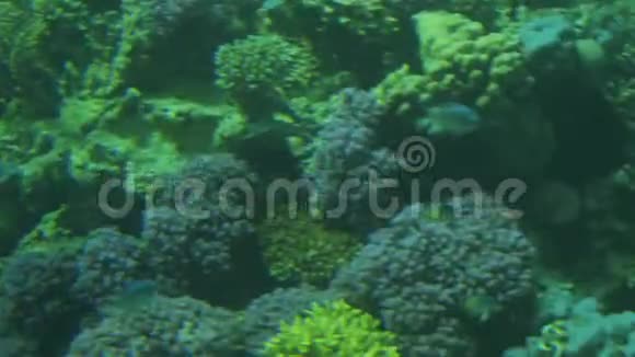 埃及古纳红海的海底世界视频的预览图