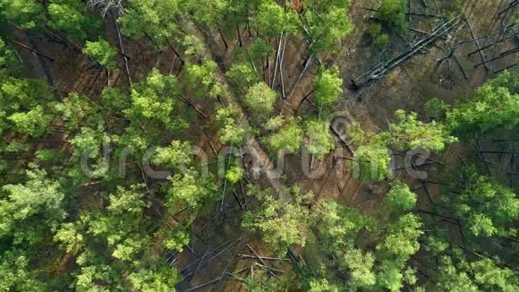 空中无人机镜头低飞越松林顶景视频的预览图