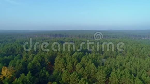 空中无人机镜头飞越松林晴空万里视频的预览图