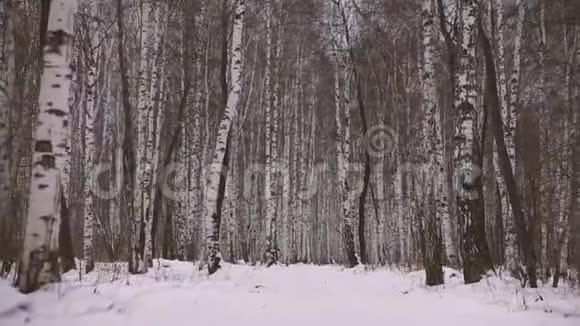 冬天的桦树林视频的预览图