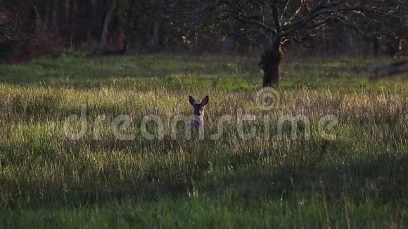鹿站起来在夕阳下的草地上专心地注视着他视频的预览图