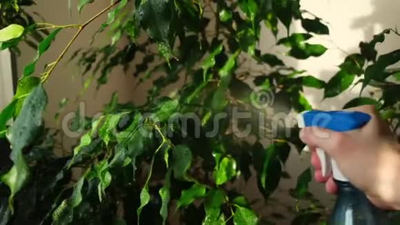 雌性手在无花果树的绿叶上喷水慢动作视频的预览图