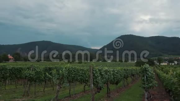 奥地利瓦豪山谷葡萄园景观视频的预览图