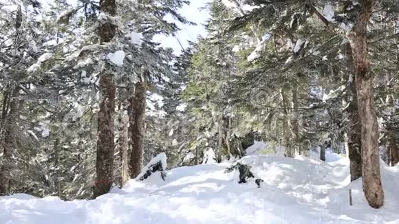 冬天的景色松树林里有雪视频的预览图