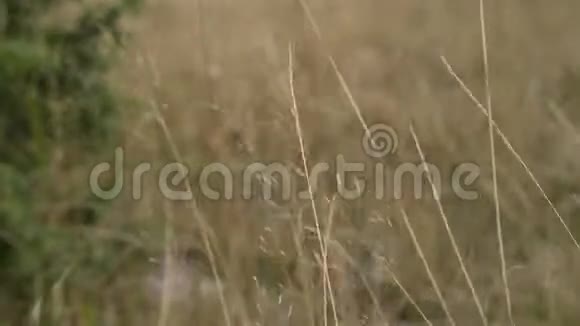 在落叶林模糊的背景下一股干草在风中摇摆视频的预览图