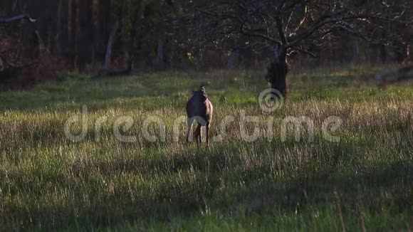 鹿在夕阳下的草地上静静地走着视频的预览图