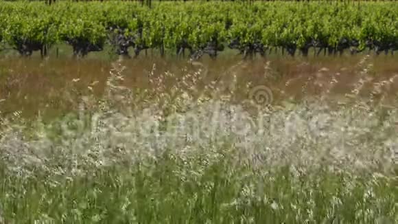 法国圣卢普皮克赫劳特克拉雷特葡萄园视频的预览图