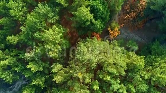 空中无人机镜头低飞越松林顶景视频的预览图