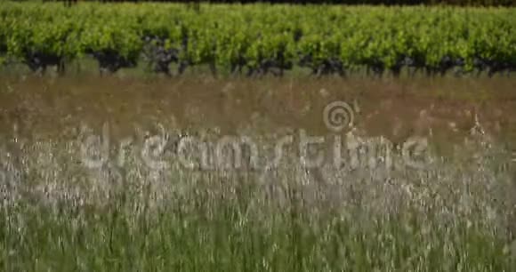 法国圣卢普皮克赫劳特克拉雷特葡萄园视频的预览图