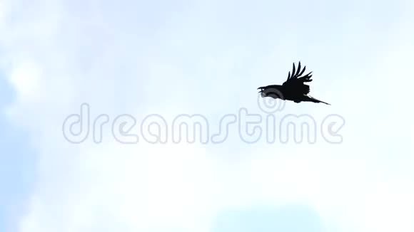 乌鸦飞过天空视频的预览图