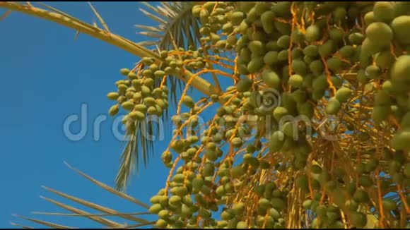 在晴朗的天空背景下用绿色水果做椰枣视频的预览图