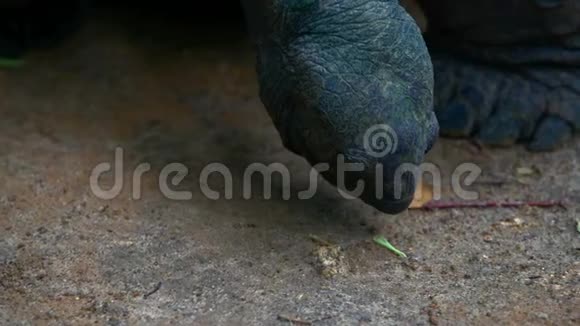 奥达布拉大龟奥达布拉切利斯吉甘特亚马河岛塞舌尔特写镜头视频的预览图
