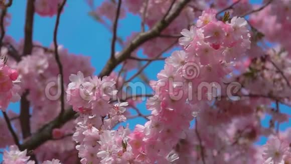 在晴朗的天空中一棵樱桃树的花朵特写视频的预览图