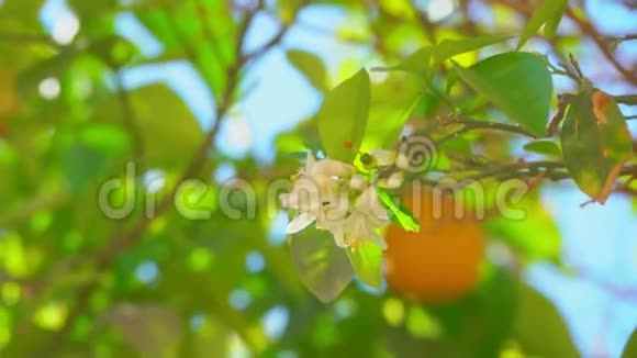 在柑橘树上有花和成熟的橙色的枝条视频的预览图