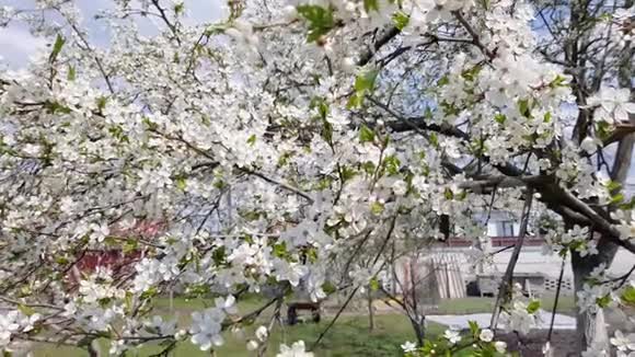 梨树开花春天树上开着粉红色的白花视频的预览图