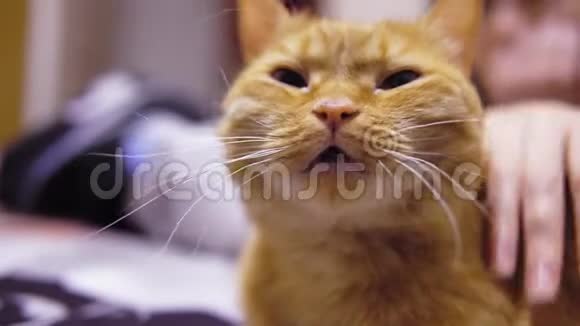 红猫高兴地眯着眼睛它被一个不知名的人抚摸着视频的预览图