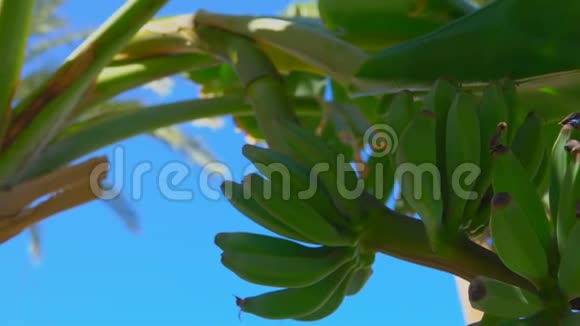 蓝蓝的天空背景下生长着绿果的香蕉树花视频的预览图