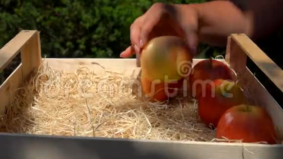 把成熟多汁的红苹果放进花园里的一个木箱里视频的预览图