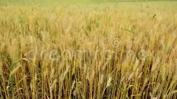 有金黄色成熟小麦的田野视频的预览图