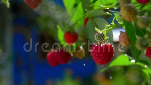夏天的雨滴落在树枝上成熟多汁的覆盆子上视频的预览图