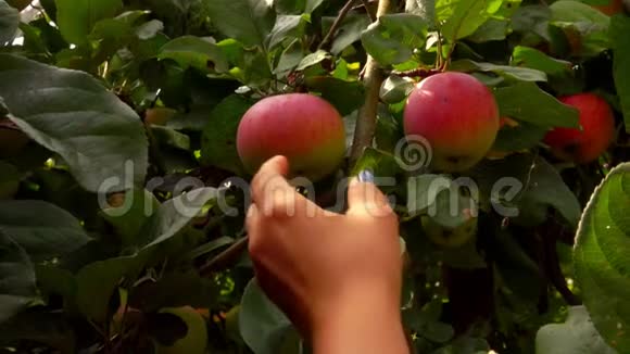 在一个阳光明媚的日子里双手正从树枝上摘一个成熟的红苹果视频的预览图