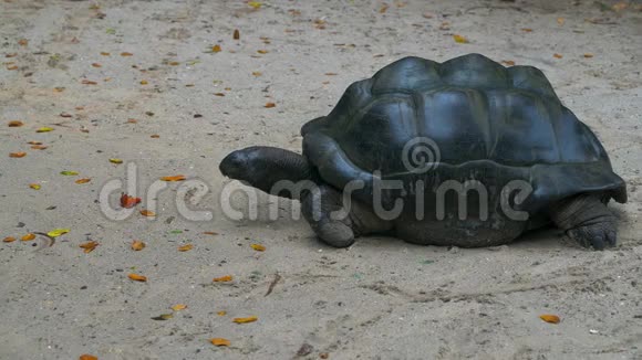 奥达布拉大龟浏览叶奥达布拉切利斯吉甘特亚马河岛塞舌尔特写镜头视频的预览图