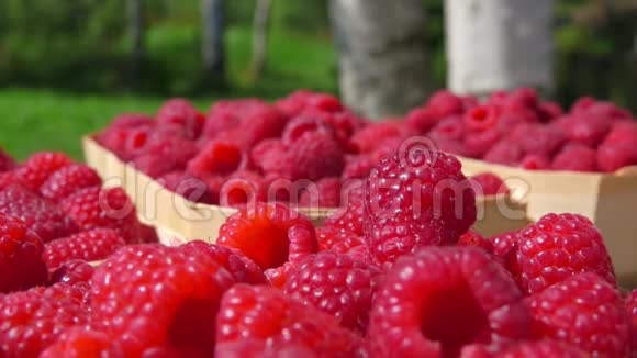 红树莓正落在户外篮子里的一堆多汁浆果上视频的预览图