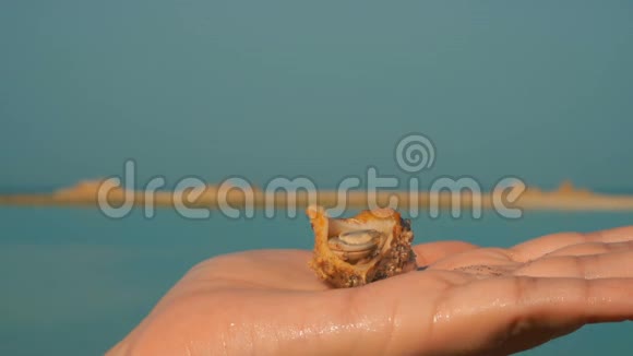 小隐士蟹在碧海背景下在手掌上爬行视频的预览图